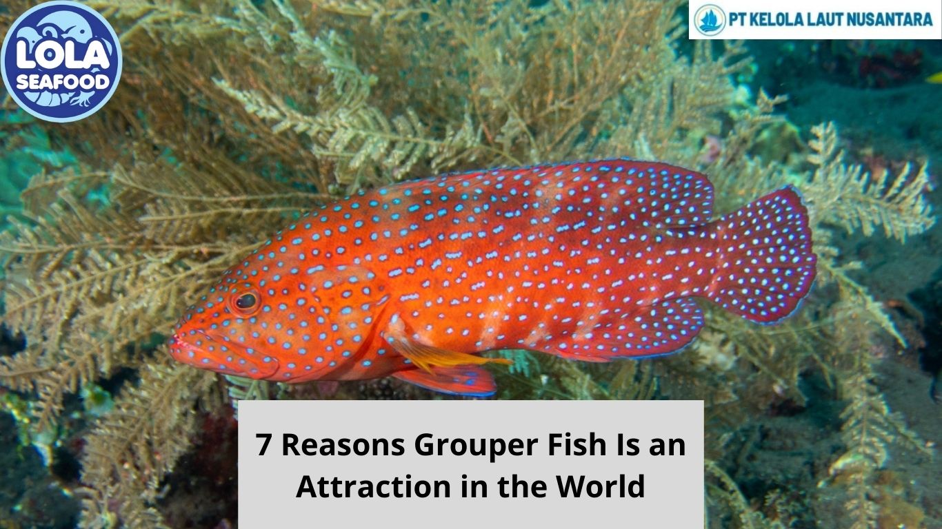 7 Reasons Grouper Fish Is an Attraction in the World